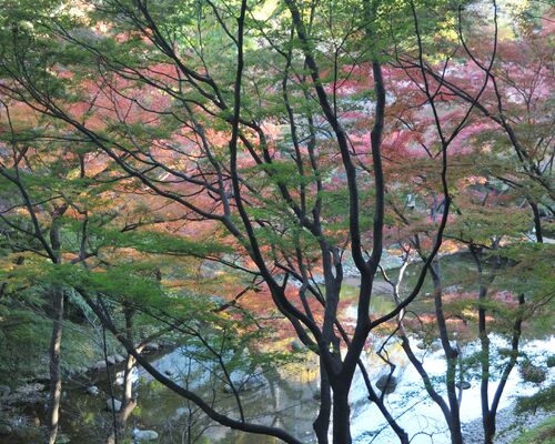 小石川後楽園_00001